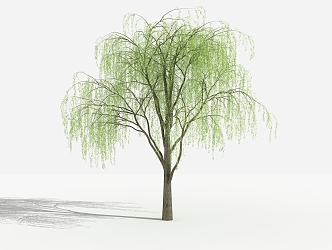 modern willow weeping willow 3d model