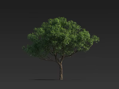 Lush Green Tree With Dense Foliage And Brown Trunk Standing Against Dark Background 3d model