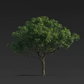 Lush Green Tree With Dense Foliage And Brown Trunk Standing Against Dark Background