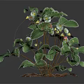 Fresh Strawberry Plant with Green Leaves White Flowers and Red Fruits