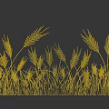 Golden Wheat Crop With Tall Stalks And Ripe Ears In Field