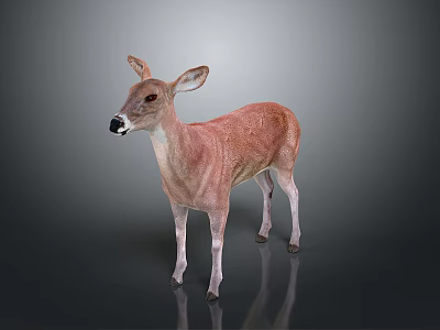 Realistic 3D Deer Model With Brown Body White Legs Standing On Dark Background 3d model
