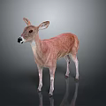Realistic 3D Deer Model With Brown Body White Legs Standing On Dark Background