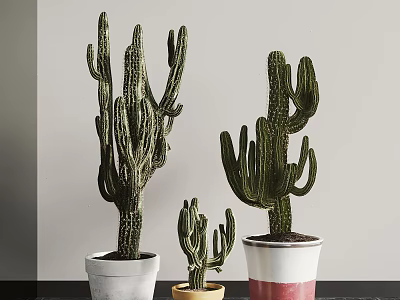 Cactus Bonsai Potted Plants in Various Sizes with Colorful Ceramic Pots 3d model