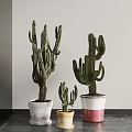 Cactus Bonsai Potted Plants in Various Sizes with Colorful Ceramic Pots