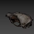 Realistic Wildlife Animal Skull With Natural Bone Texture And Anatomical Features