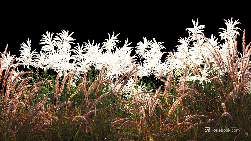 White Flowers And Brown Grass Blooming In Natural Arrangement Against Black Background 3d model 