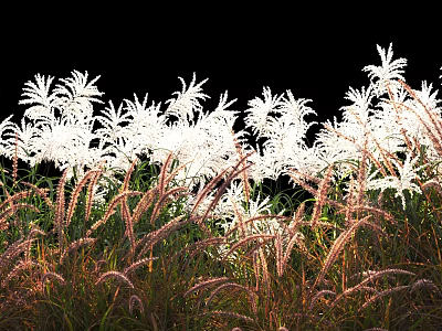 White Flowers And Brown Grass Blooming In Natural Arrangement Against Black Background 3d model