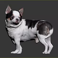 Cute Chihuahua Dog With Black White Brown Spots Standing On Dark Background