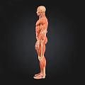 Human Muscular System Anatomical 3D Model Displaying Structure Details 3d model