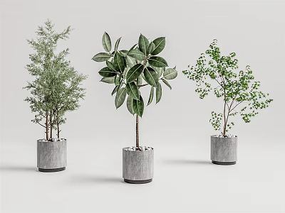 Various Bonsai Potted Plants with Different Green Leaves in Gray Concrete Pots 3d model