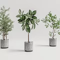 Various Bonsai Potted Plants with Different Green Leaves in Gray Concrete Pots