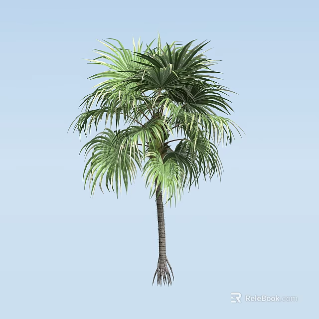 Palm Tree With Lush Green Fronds Tall Slender Trunk And Exposed Roots Against Blue Sky 3d model 