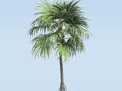 Palm Tree With Lush Green Fronds Tall Slender Trunk And Exposed Roots Against Blue Sky 3d model