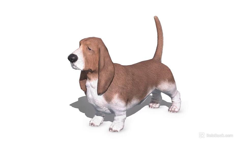 Adorable Basset Hound Dog With Brown And White Coat Long Ears And Short Legs 3d model 