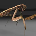 Brown Reptile With Slender Limbs Standing On Gray Background Close Up View