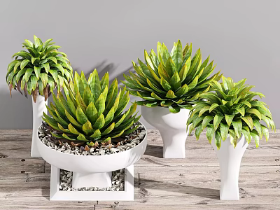 Bonsai Potted Plants with Green Succulent Leaves in White Ceramic Pots on Wooden Tabletop 3d model