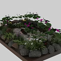 Beautiful Lotus Flowers In Pond With Stones And Surrounding Plants