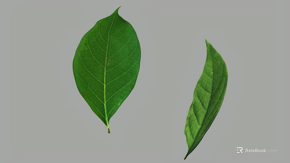 Green Leaves With Visible Veins And Natural Texture On Gray Background 3d model 