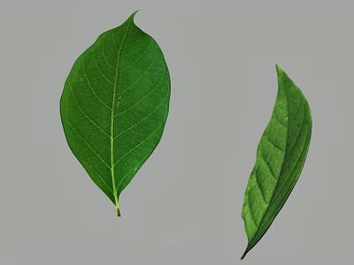 Green Leaves With Visible Veins And Natural Texture On Gray Background 3d model