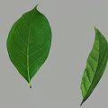 Green Leaves With Visible Veins And Natural Texture On Gray Background
