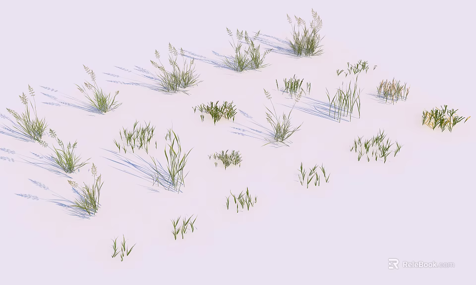 Various Grasses With Different Heights And Leaf Shapes On Light Background With Clear Shadows 3d model 