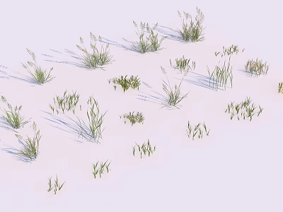 Various Grasses With Different Heights And Leaf Shapes On Light Background With Clear Shadows 3d model
