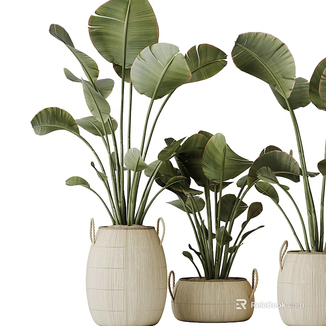 Elegant Bonsai Potted Plants With Large Green Leaves In Woven Ceramic Planters For Home Decor 3d model 