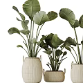 Elegant Bonsai Potted Plants With Large Green Leaves In Woven Ceramic Planters For Home Decor