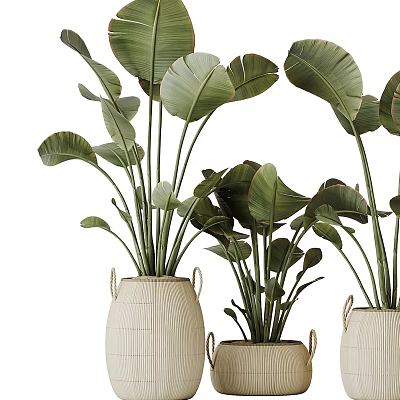 Elegant Bonsai Potted Plants With Large Green Leaves In Woven Ceramic Planters For Home Decor 3d model