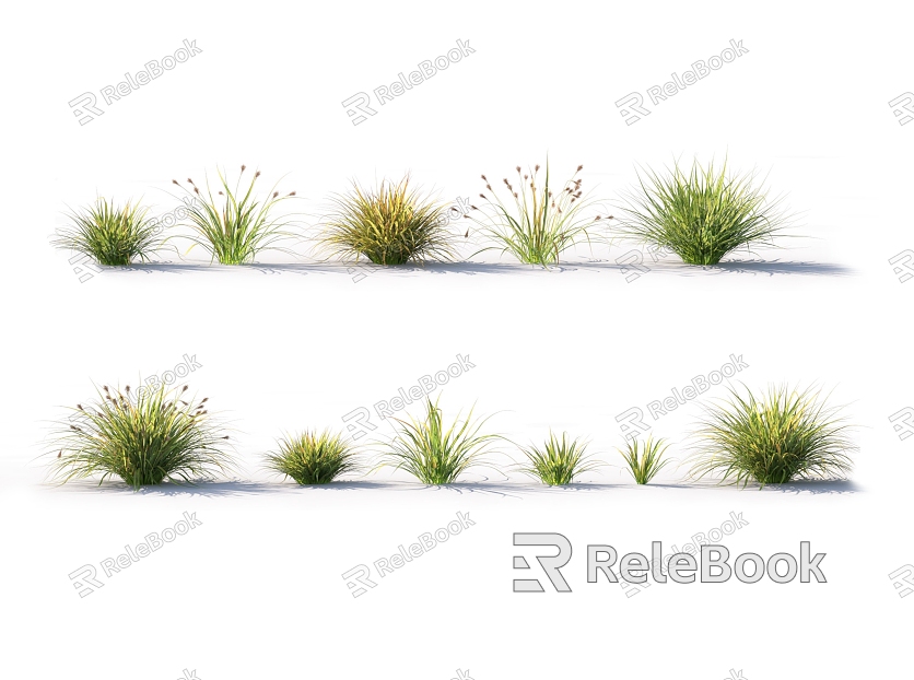 Modern Cyperus Fragrant Aconite Ornamental Grass model