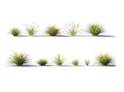 Modern Cyperus Fragrant Aconite Ornamental Grass 3d model