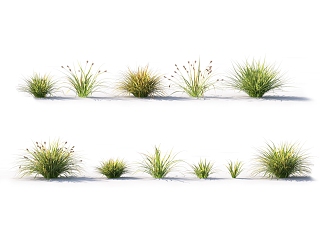 Modern Cyperus Fragrant Aconite Ornamental Grass 3d model