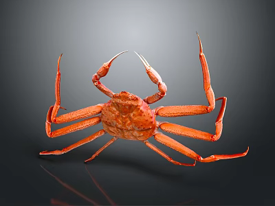 Vibrant Red Crab With Long Legs And Claws On Dark Background 3d model