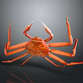 Vibrant Red Crab With Long Legs And Claws On Dark Background