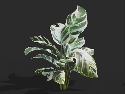 Lush Tropical Plant With Large Green And White Striped Leaves Against Black Background 3d model