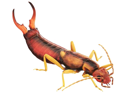 Reptile With Red And Yellow Coloration Long Tail And Distinctive Body Structure 3d model