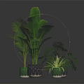 Various Indoor Green Plants in Decorative Patterned Pots for Home Decor 3d model
