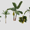 Diverse Tropical Plants Featuring Banana Trees Palm Leaves And Large Green Foliage