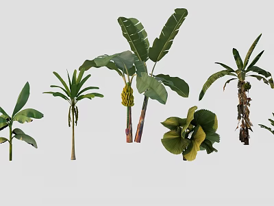 Diverse Tropical Plants Featuring Banana Trees Palm Leaves And Large Green Foliage 3d model