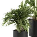 Lush Green Bonsai Potted Plant With Dense Foliage In Black Ceramic Pot