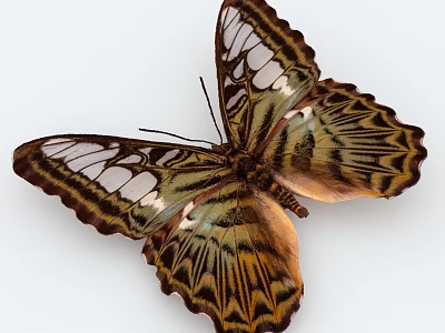 Vibrant Butterfly With Detailed Brown White Yellow Patterned Wings And Serpentine Edges 3d model