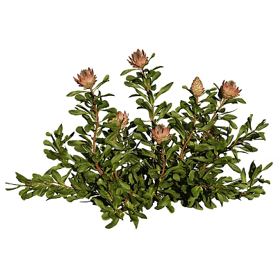 Vibrant Pink Protea Flowering Plants With Green Leaves And Developing Buds 3d model