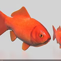 Two Orange Goldfish Large and Small with Vibrant Color and Shiny Scales 3d model