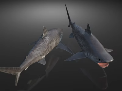 Two Large Aquatic Sharks With Striped Bodies And Open Mouth Features In 3d model