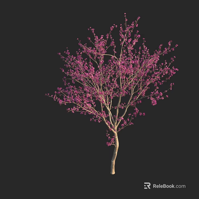 Tall Tree with Pink Blossoms and Slender Branches against Black Background 3d model 