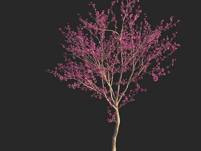Tall Tree with Pink Blossoms and Slender Branches against Black Background 3d model