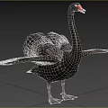 Black Swan with Red Beak Spreading Wings in Natural Grassland Area