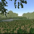Natural Landscape With Tall Grass Field Hanging Branches Surrounding Trees And Blue Sky