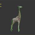 Realistic Standing Giraffe With Brown Spots On Gray Background